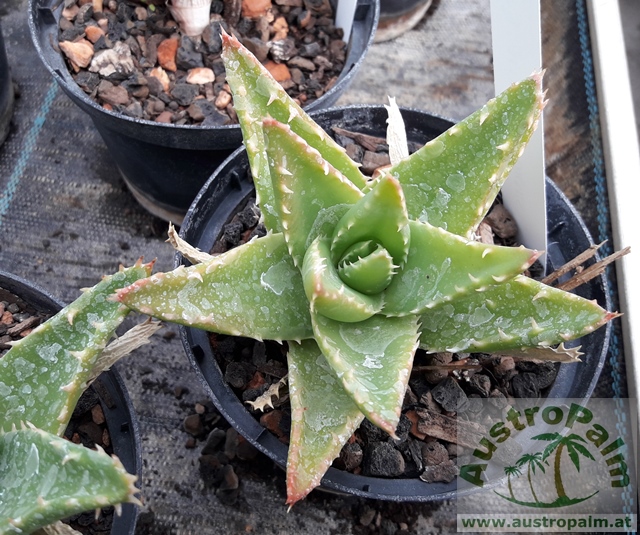 Aloe mitriformis dm 10cm - BIO